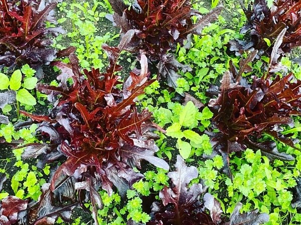 早すぎる梅雨の到来　野菜の傷みが心配｜吉野ヶ里あいちゃん農園の画像