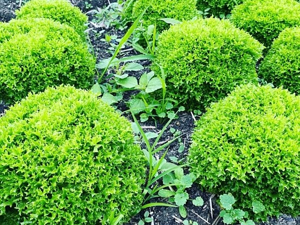 イタリア野菜オークリーフ｜吉野ヶ里あいちゃん農園の画像