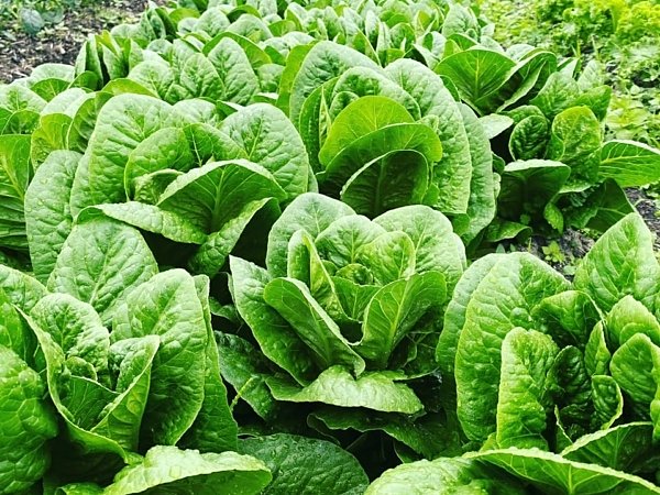 イタリア野菜  ロメインレタス ｜吉野ヶ里あいちゃん農園の画像