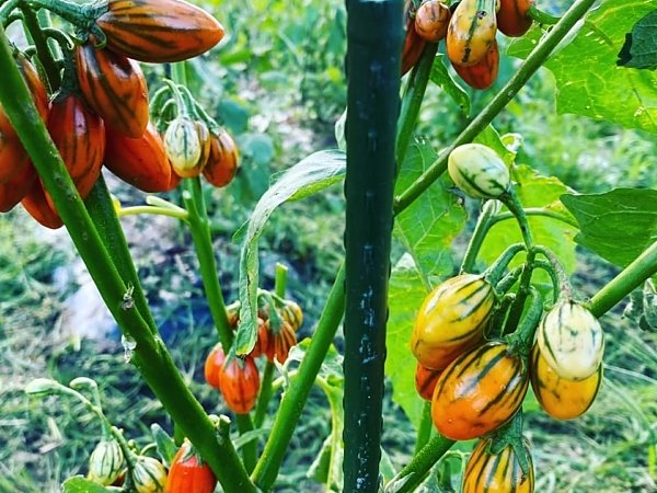 アフリカナス　西洋野菜あいちゃん農園の画像