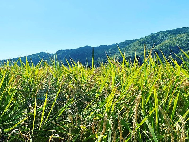 脊振岩清水米